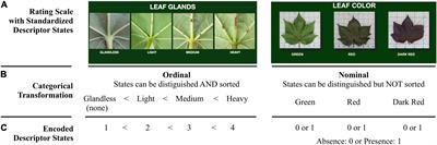 Leveraging National Germplasm Collections to Determine Significantly Associated Categorical Traits in Crops: Upland and Pima Cotton as a Case Study